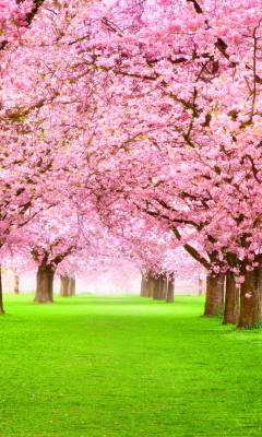 Sakura Park screenshot #1 240x400