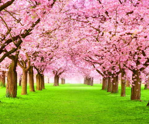 Das Sakura Park Wallpaper 480x400