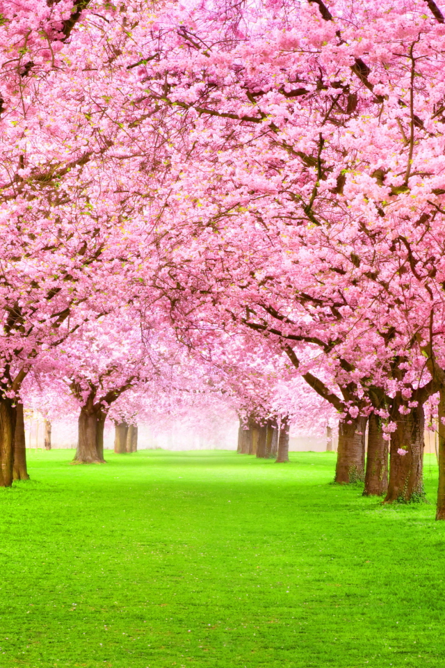 Sakura Park wallpaper 640x960