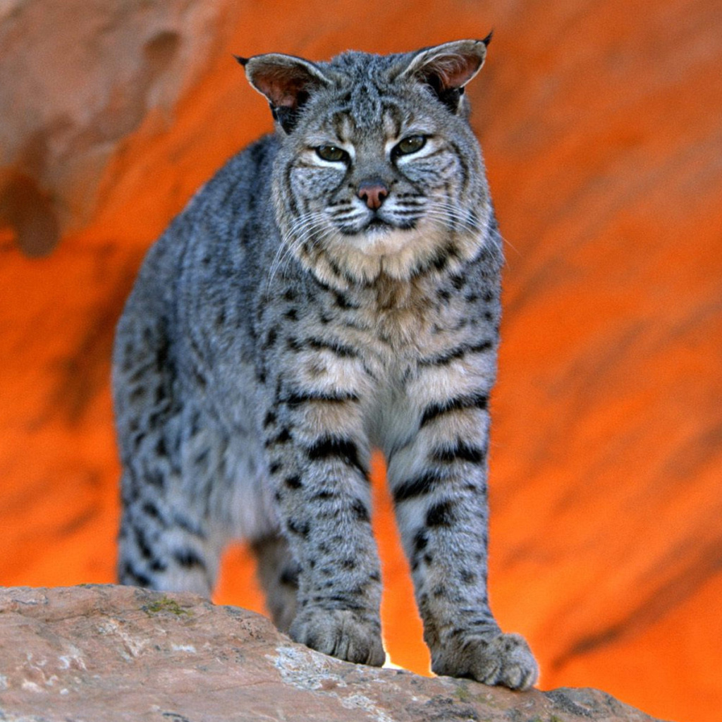 Lynx bobcat wallpaper 1024x1024