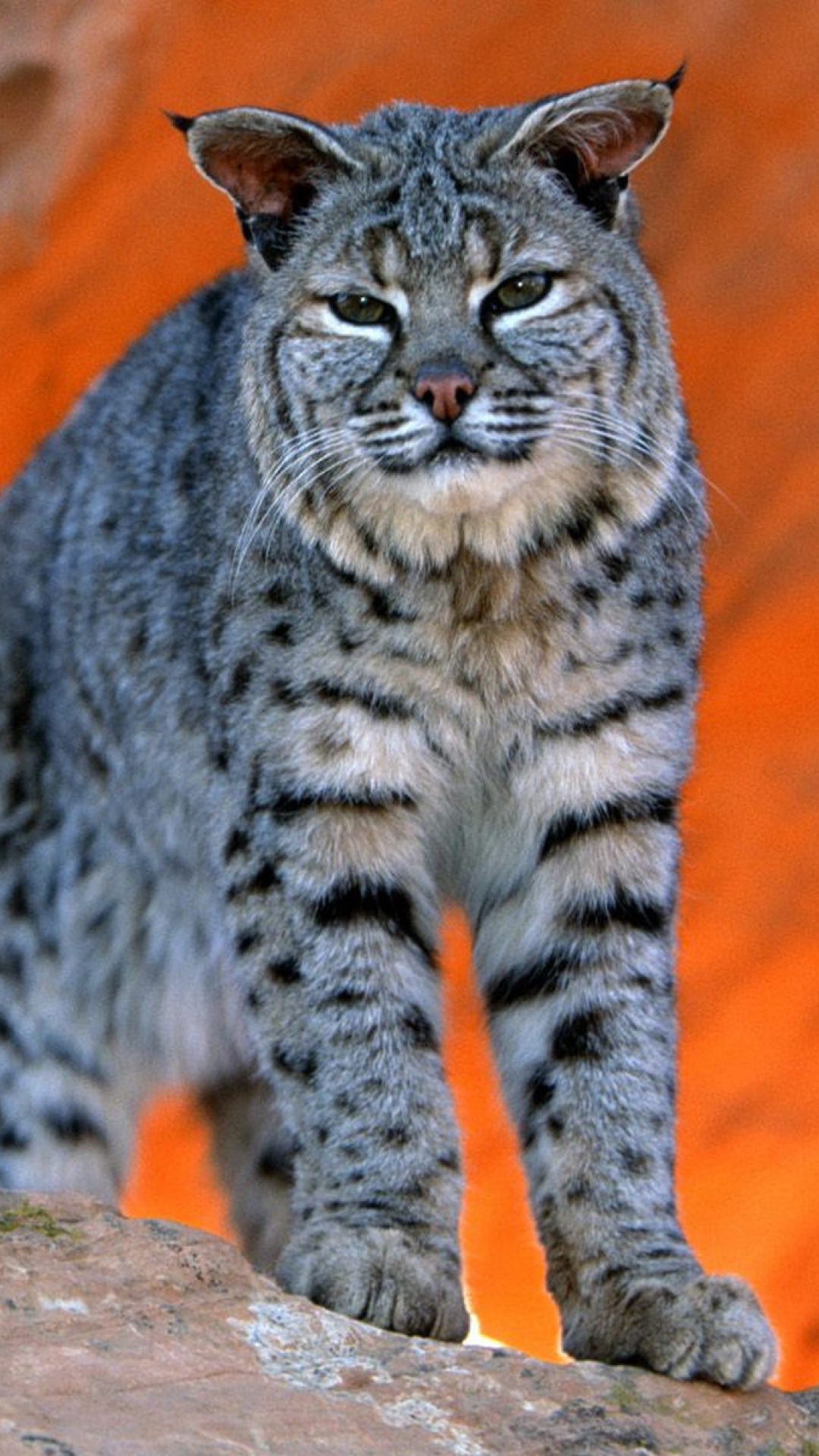 Lynx bobcat wallpaper 1080x1920