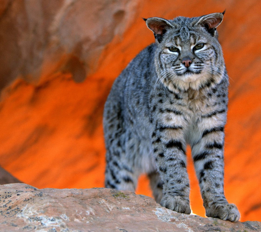 Lynx bobcat screenshot #1 1080x960