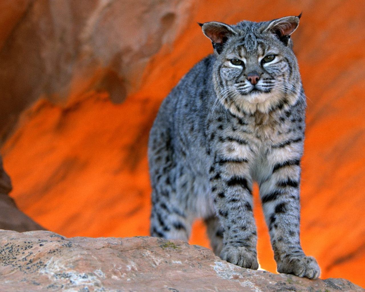 Lynx bobcat wallpaper 1280x1024