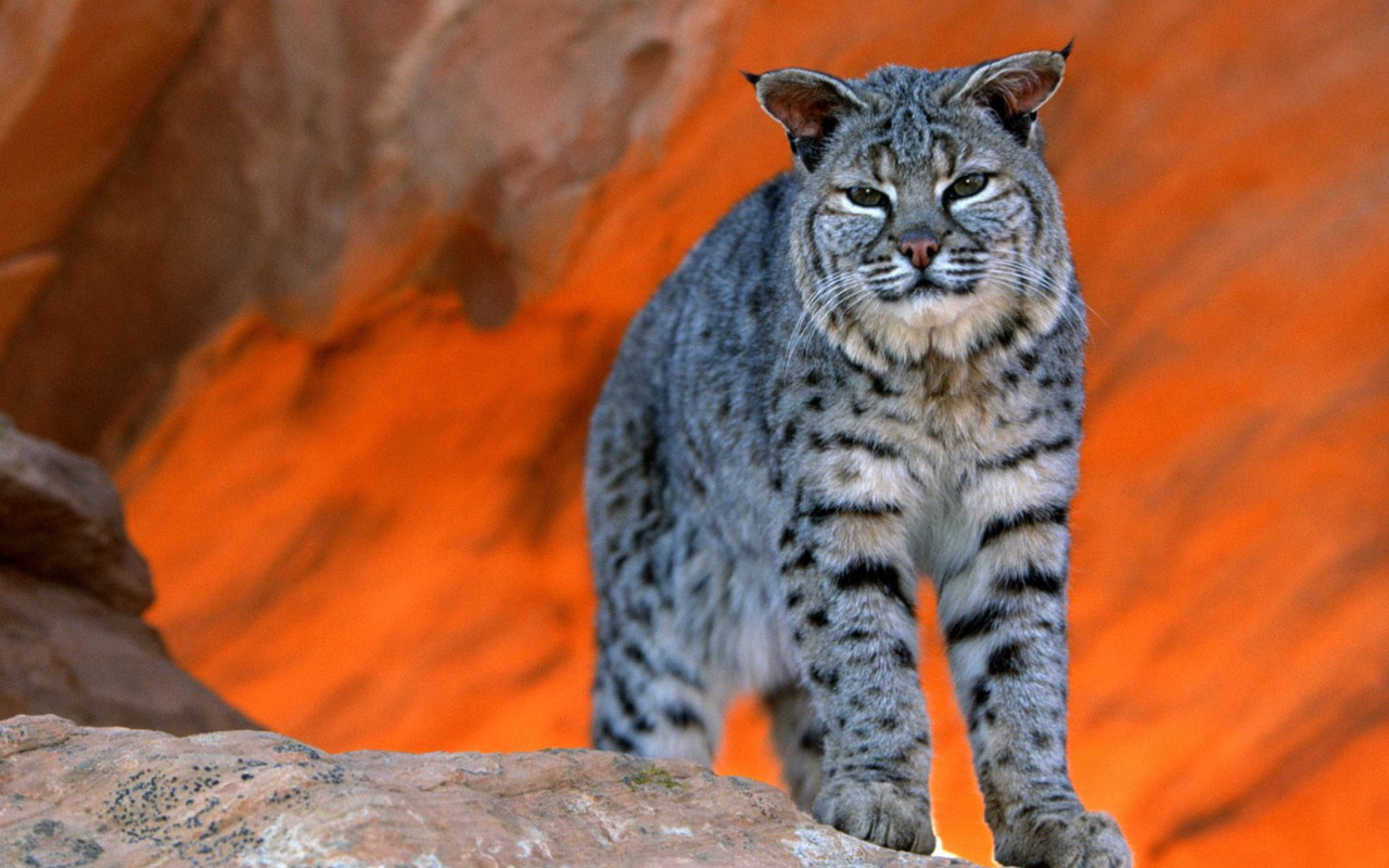 Lynx bobcat wallpaper 1280x800