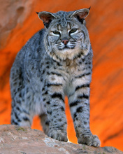 Lynx bobcat wallpaper 176x220