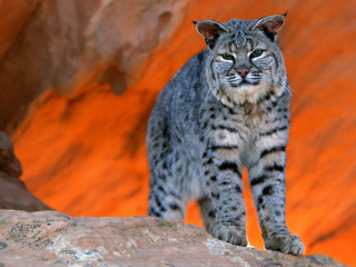 Lynx bobcat screenshot #1 320x240