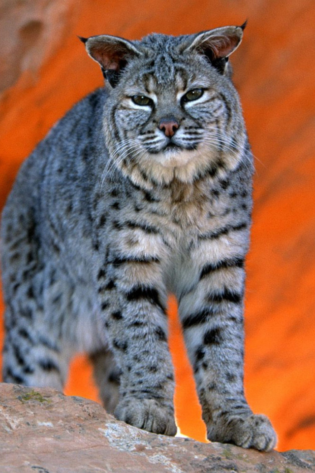 Lynx bobcat wallpaper 640x960