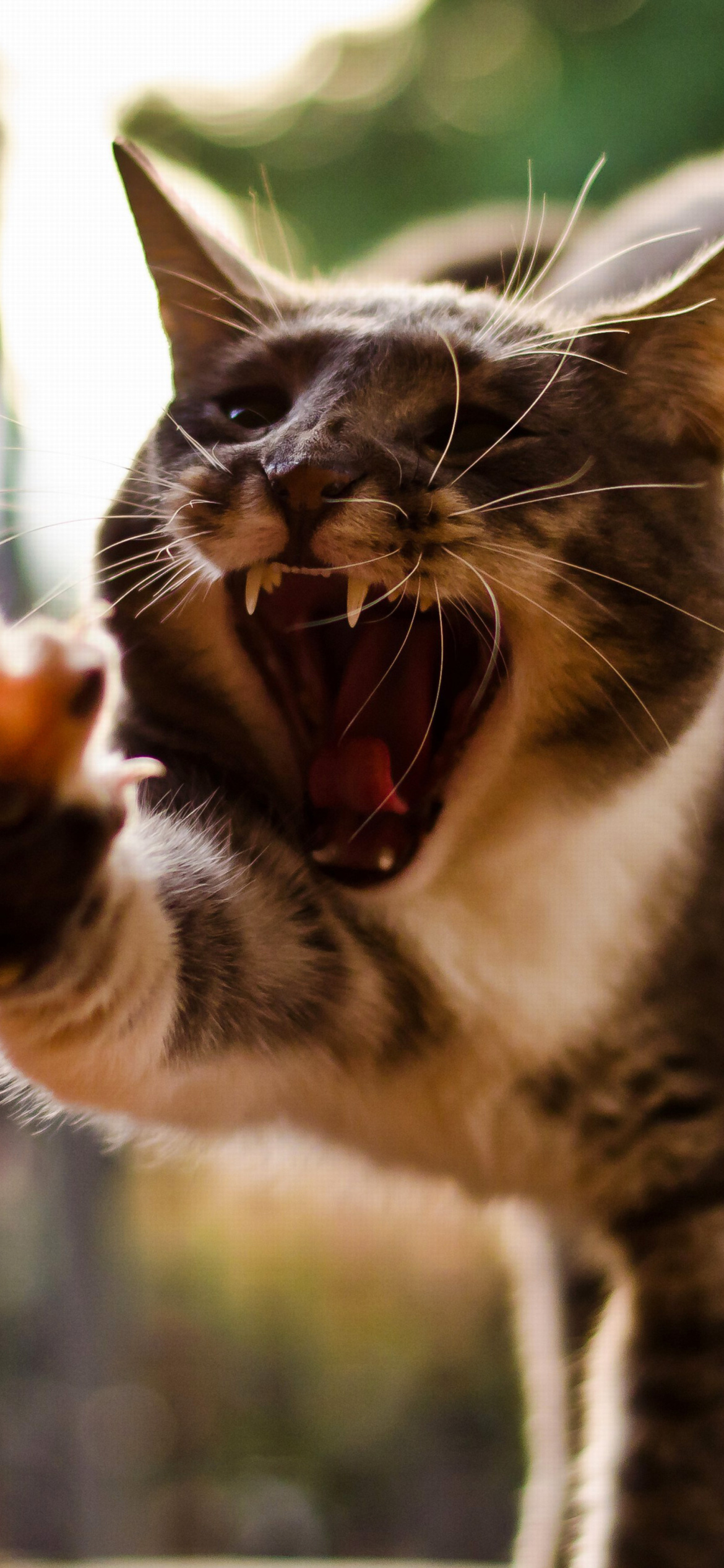 Das Cat Yawns Wallpaper 1170x2532