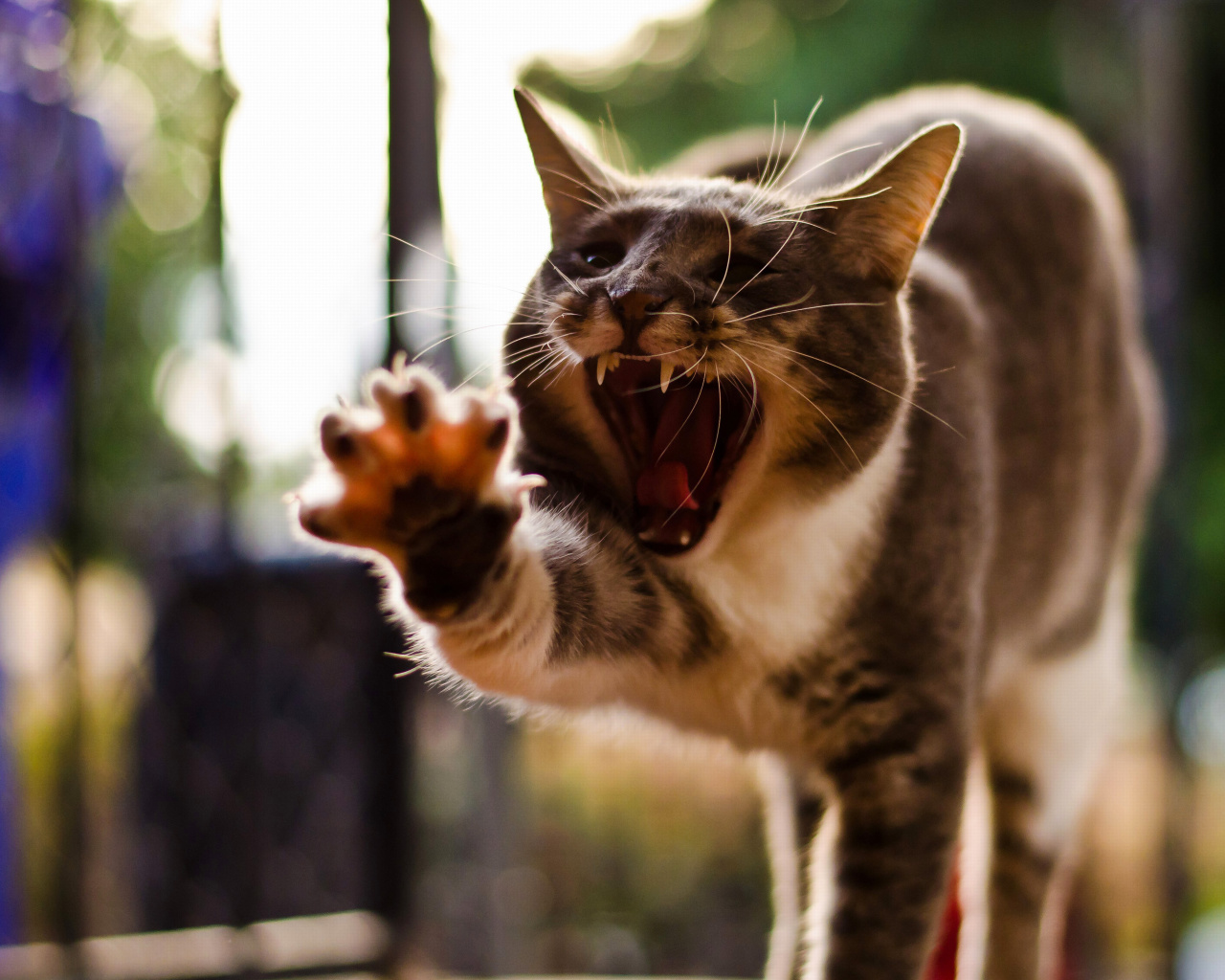 Screenshot №1 pro téma Cat Yawns 1280x1024