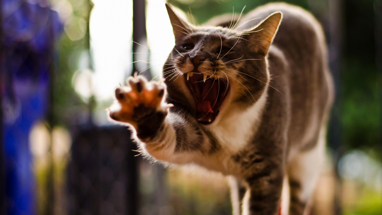 Das Cat Yawns Wallpaper 1280x720