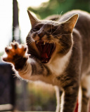 Cat Yawns screenshot #1 128x160