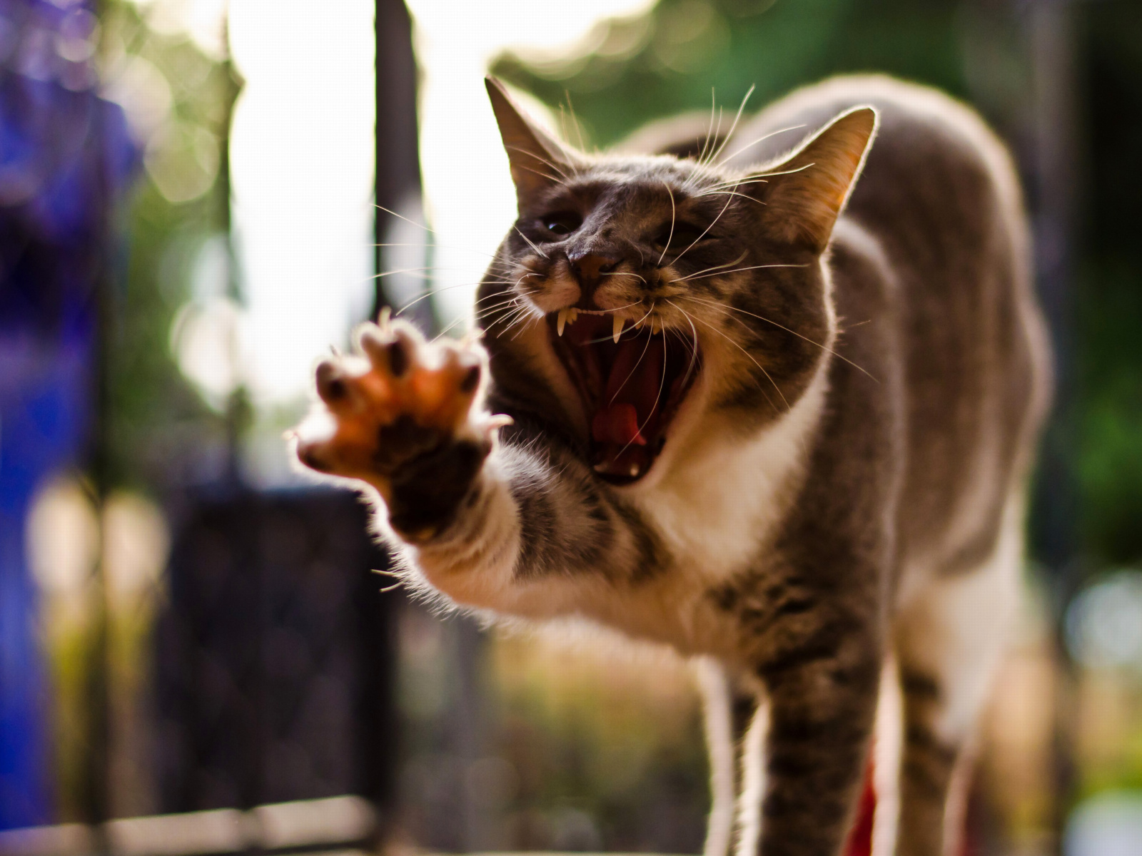 Das Cat Yawns Wallpaper 1600x1200