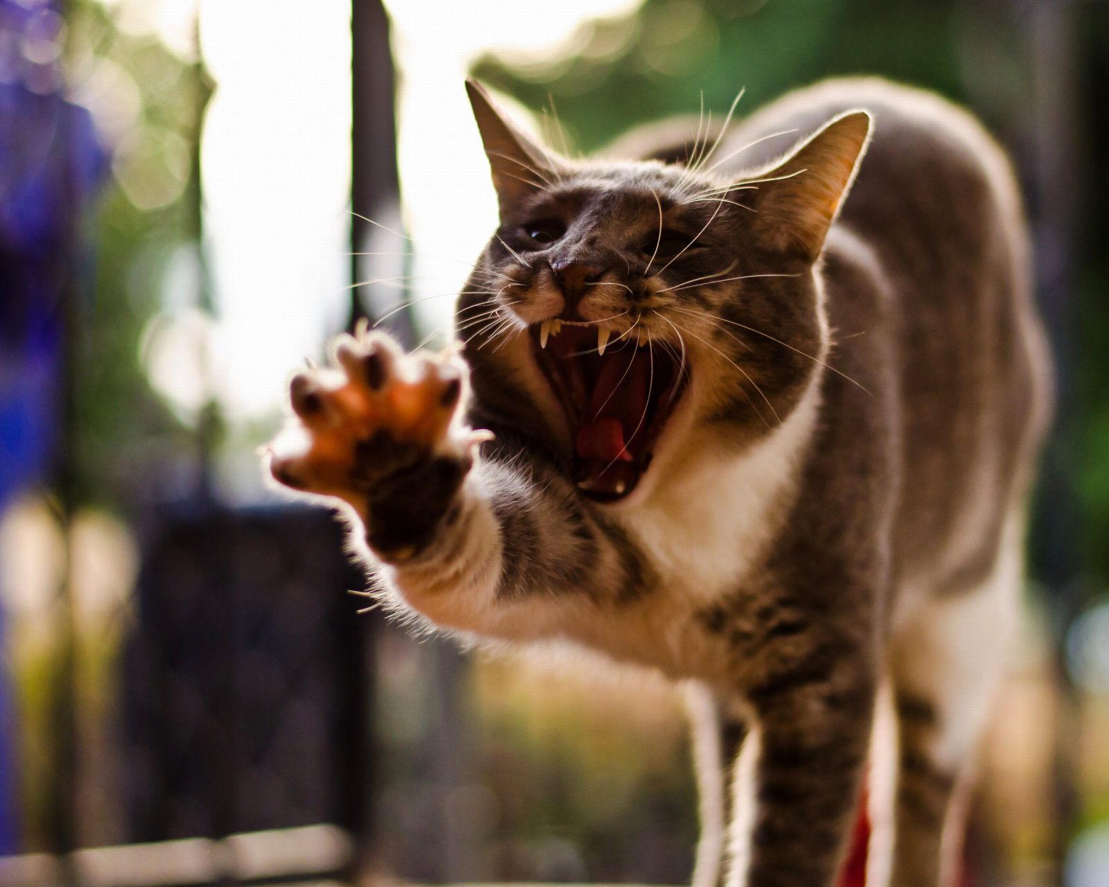 Fondo de pantalla Cat Yawns 1600x1280