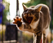 Cat Yawns screenshot #1 176x144