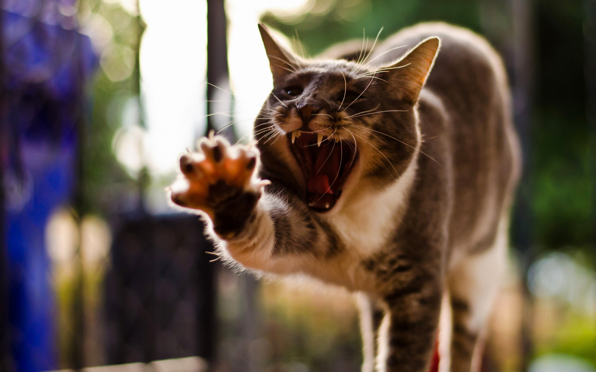 Cat Yawns wallpaper 1920x1200