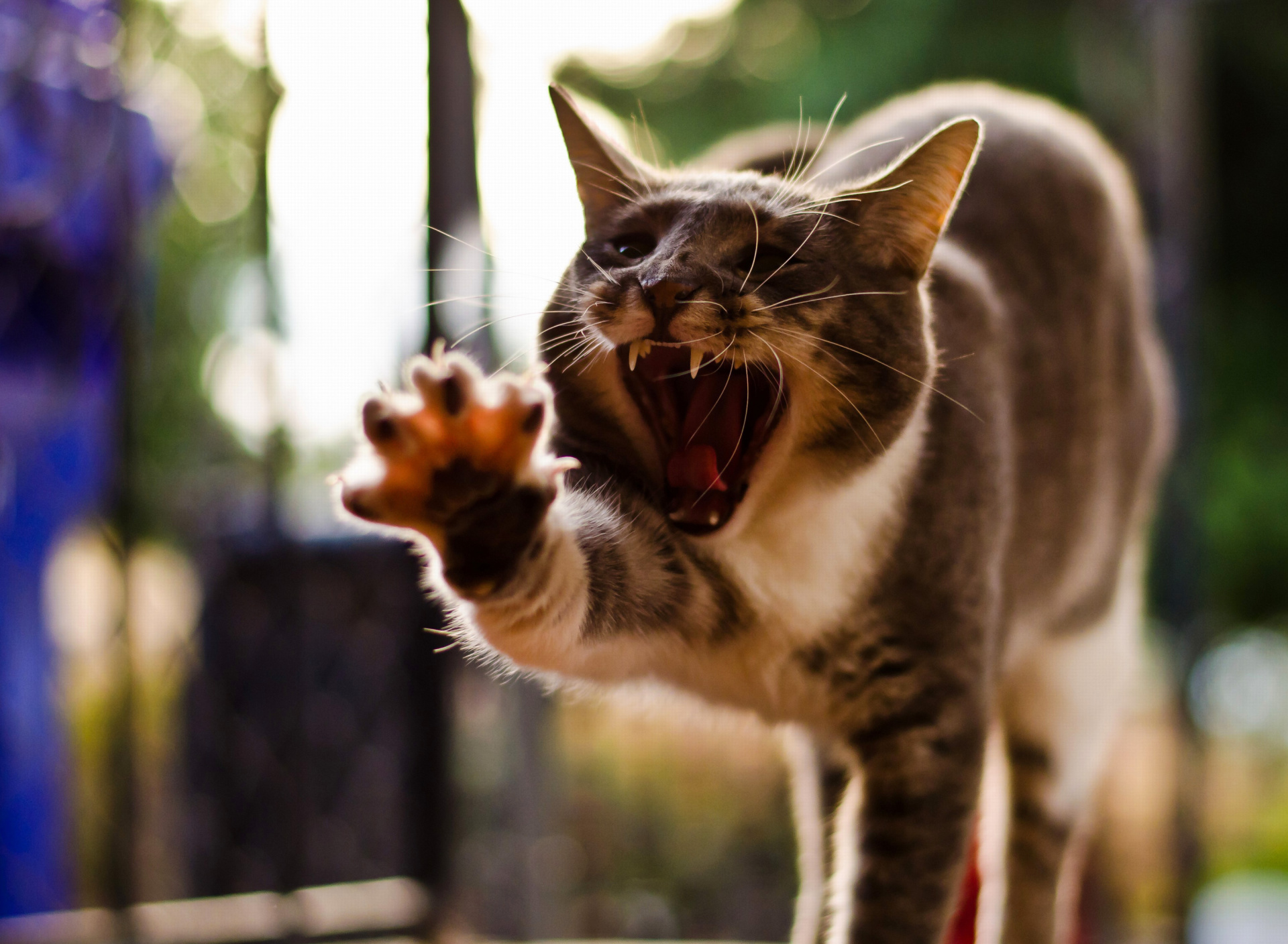 Cat Yawns screenshot #1 1920x1408