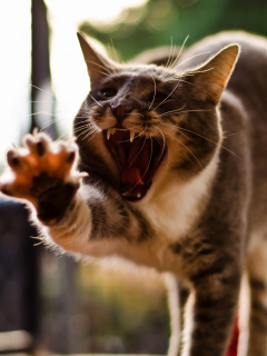 Das Cat Yawns Wallpaper 240x320