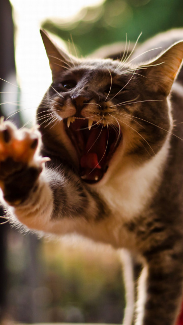 Das Cat Yawns Wallpaper 360x640