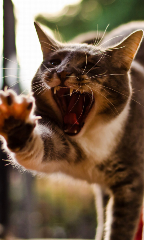 Das Cat Yawns Wallpaper 480x800
