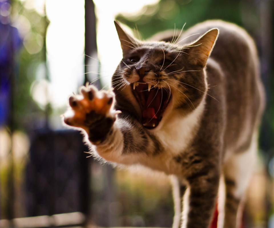 Fondo de pantalla Cat Yawns 960x800