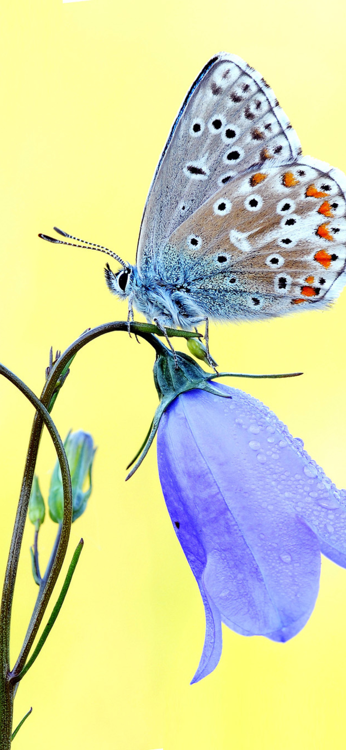 Screenshot №1 pro téma Butterfly on Bell Flower 1170x2532