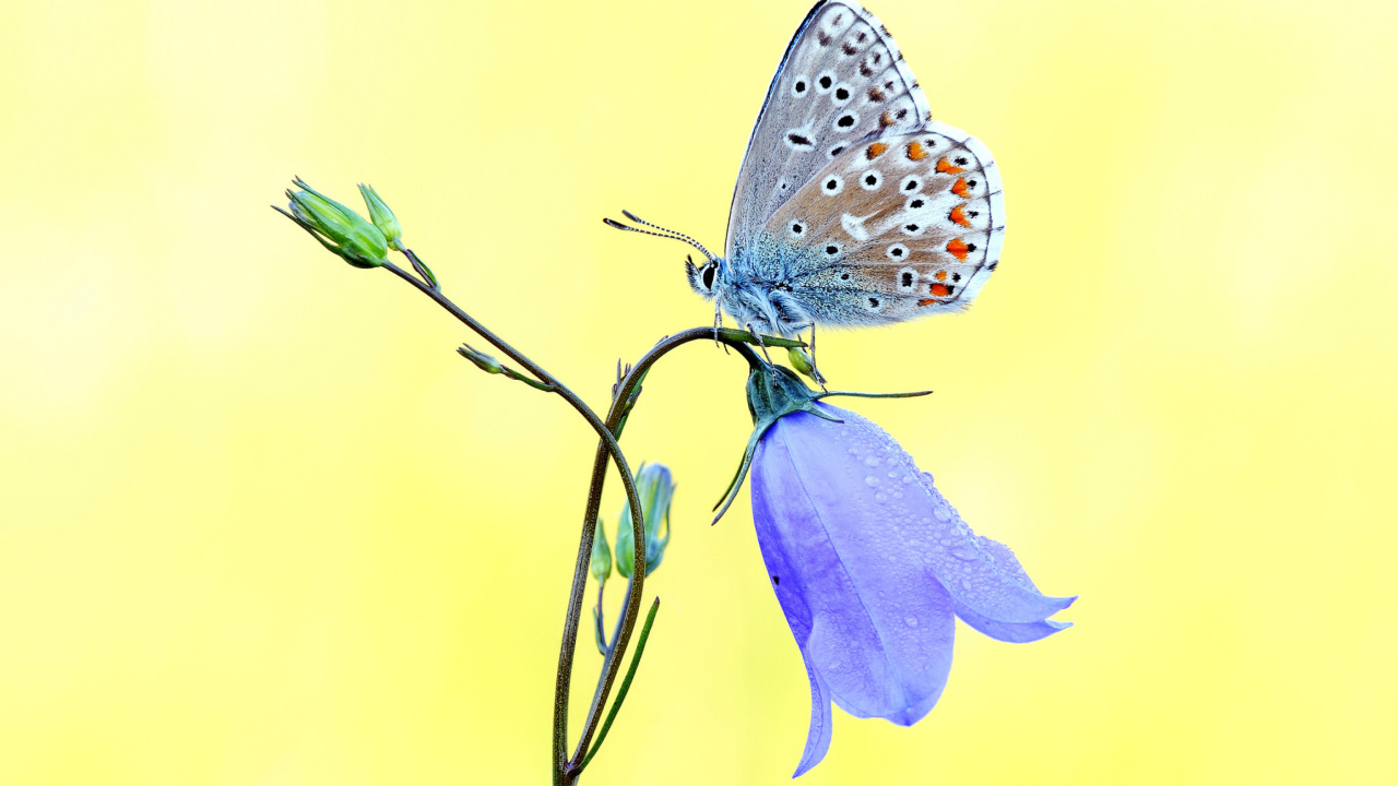 Das Butterfly on Bell Flower Wallpaper 1280x720