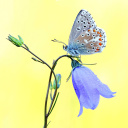 Обои Butterfly on Bell Flower 128x128