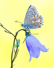 Das Butterfly on Bell Flower Wallpaper 176x220