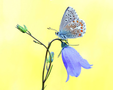 Обои Butterfly on Bell Flower 220x176