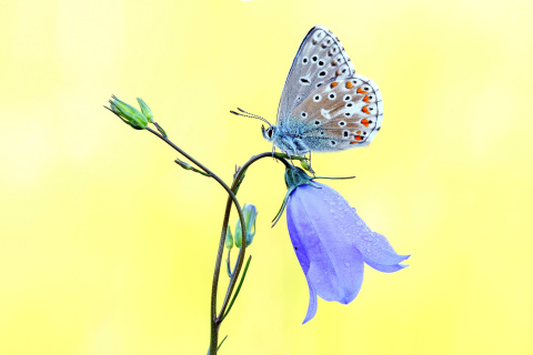 Das Butterfly on Bell Flower Wallpaper 480x320