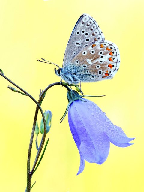 Das Butterfly on Bell Flower Wallpaper 480x640