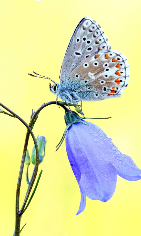 Butterfly on Bell Flower wallpaper 480x800