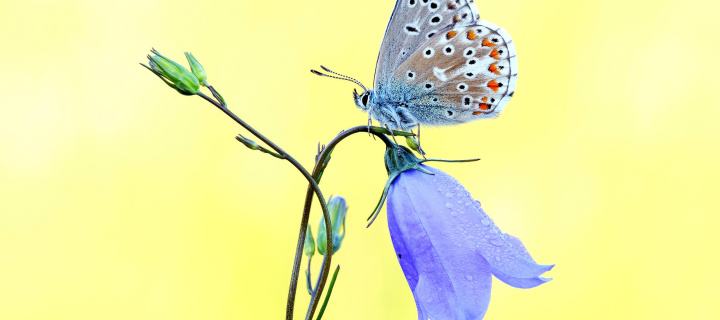 Butterfly on Bell Flower wallpaper 720x320