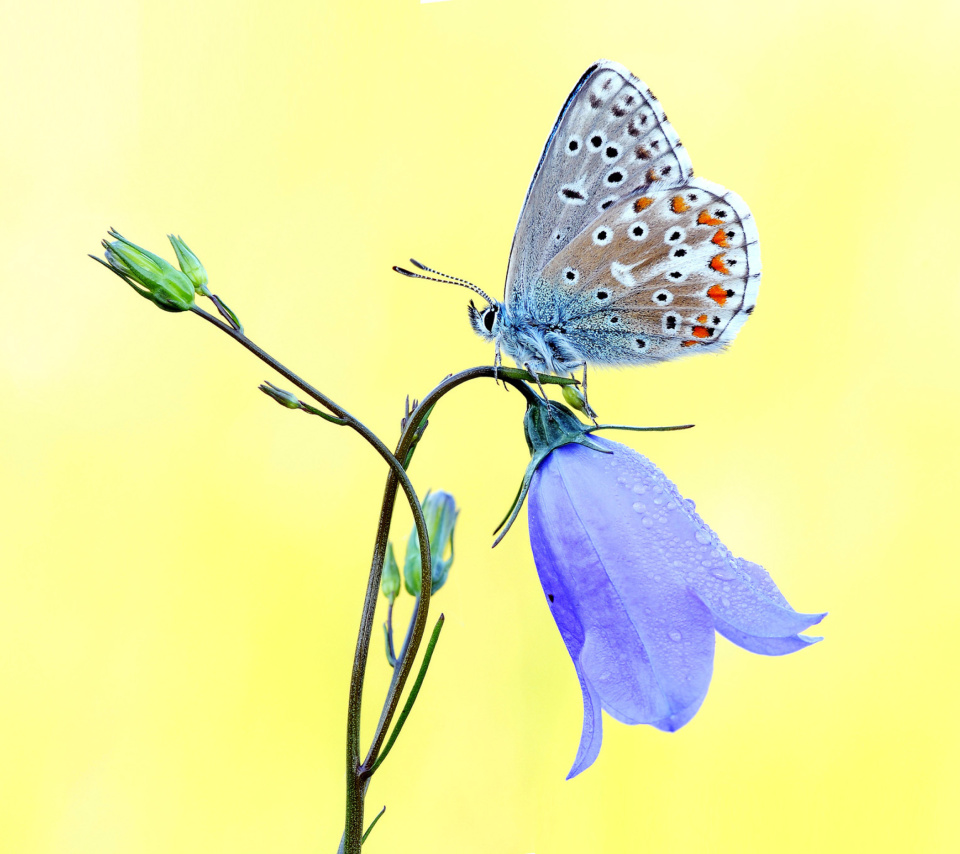 Das Butterfly on Bell Flower Wallpaper 960x854