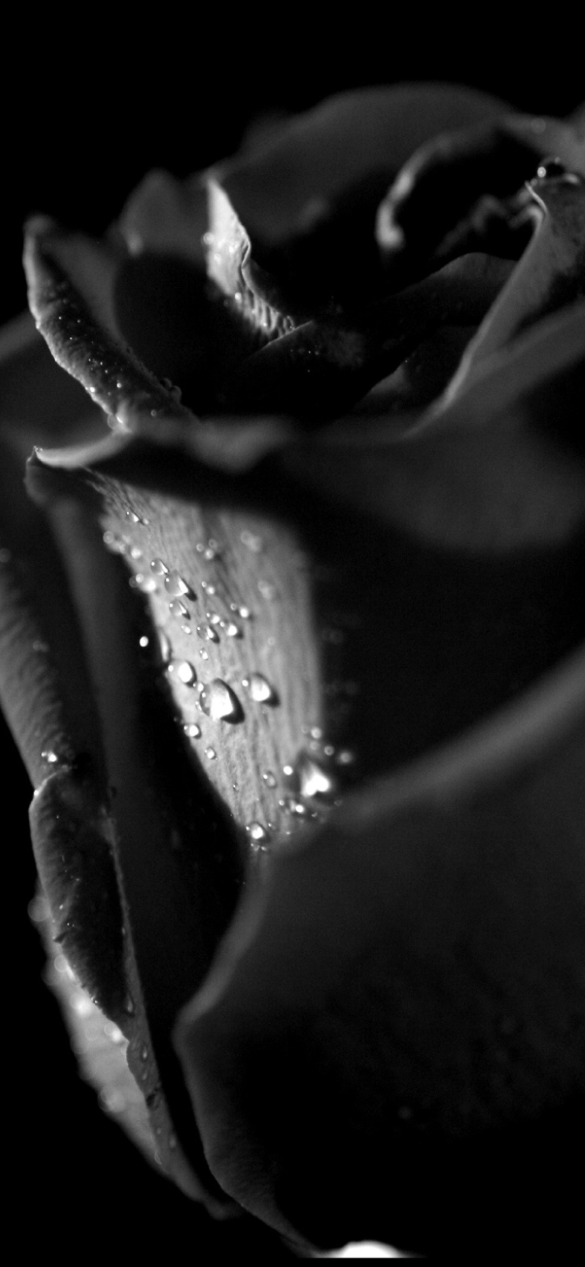 Das Tears and Roses Wallpaper 1170x2532