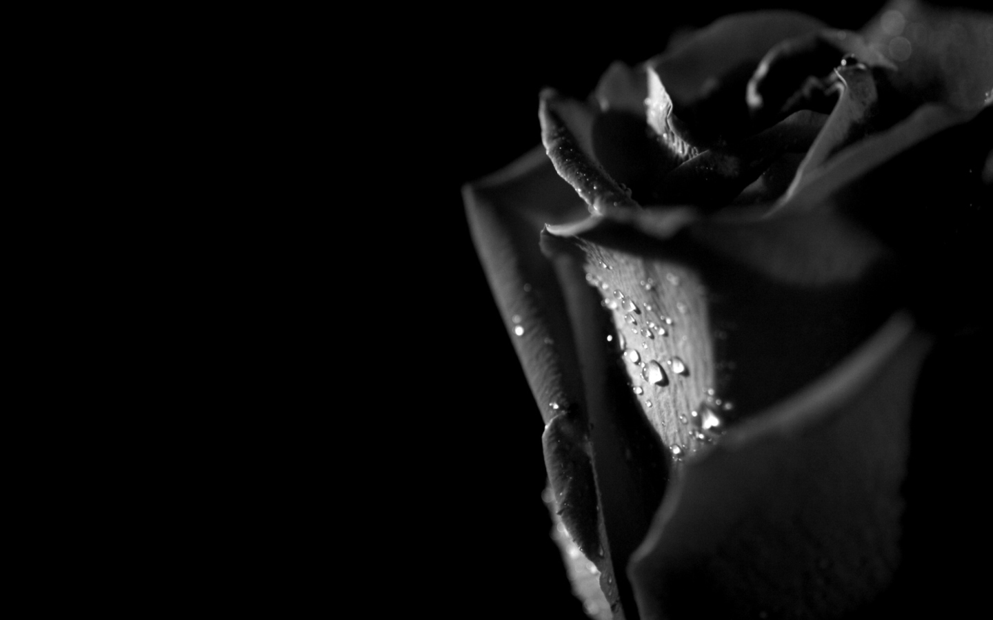Fondo de pantalla Tears and Roses 1440x900