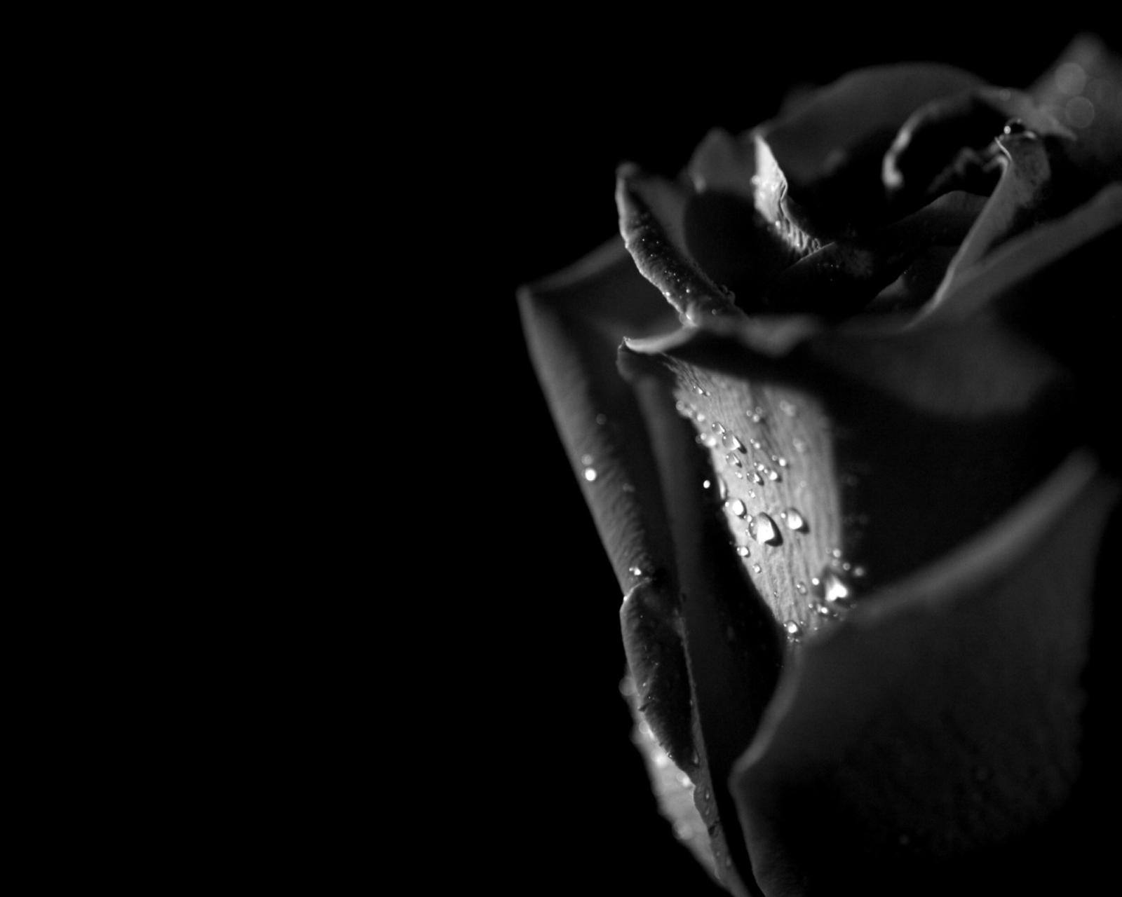Fondo de pantalla Tears and Roses 1600x1280