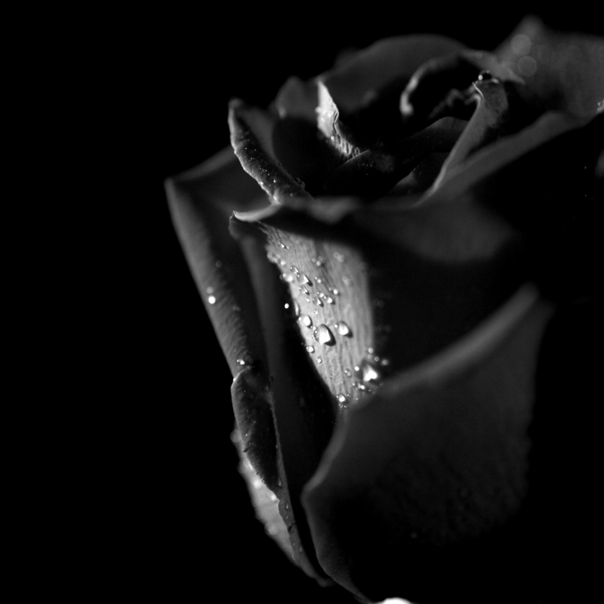 Tears and Roses wallpaper 2048x2048