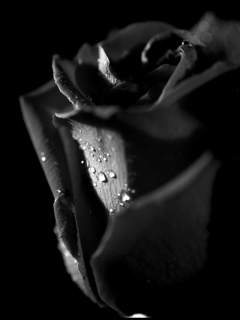Обои Tears and Roses 240x320