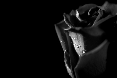 Fondo de pantalla Tears and Roses 480x320