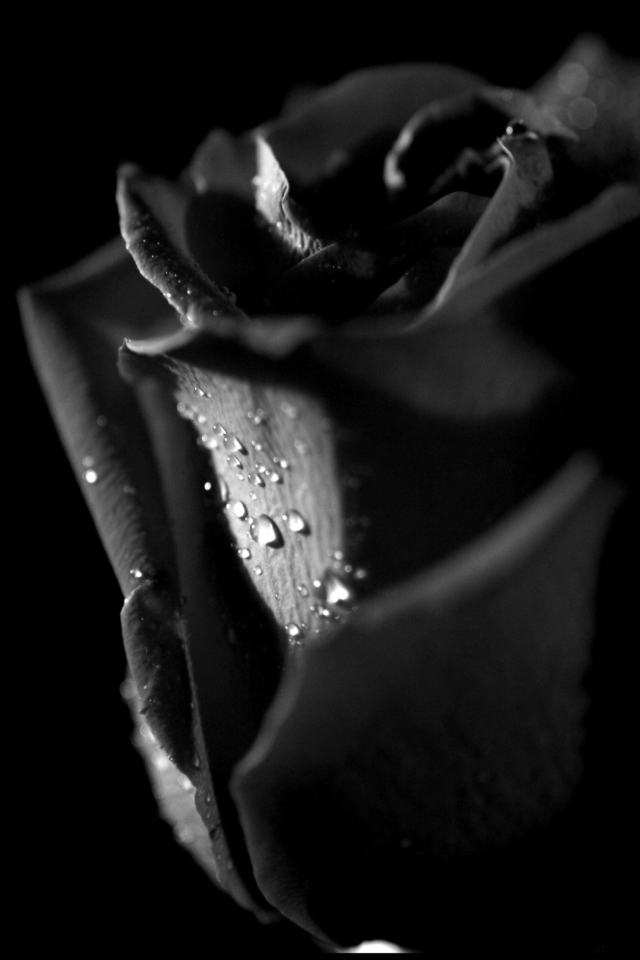 Tears and Roses wallpaper 640x960