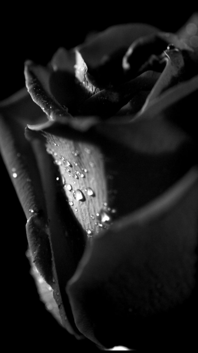 Fondo de pantalla Tears and Roses 750x1334