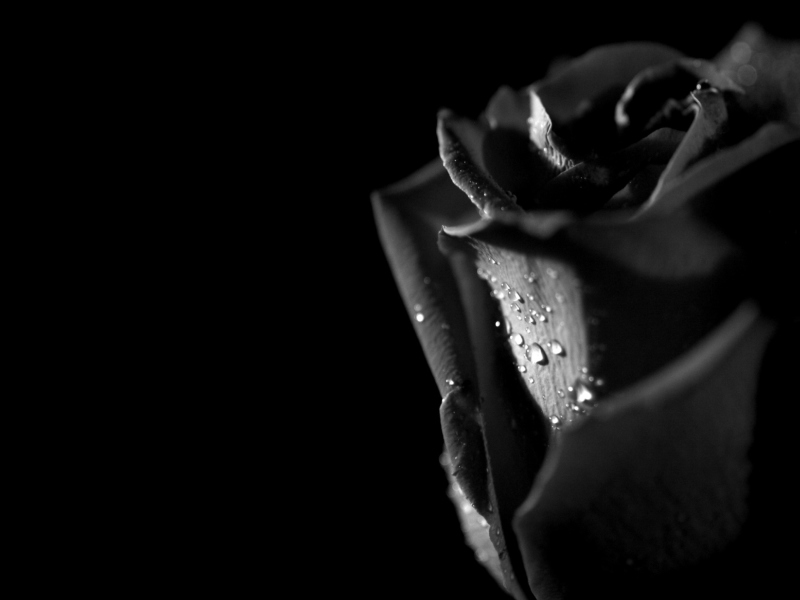 Tears and Roses wallpaper 800x600