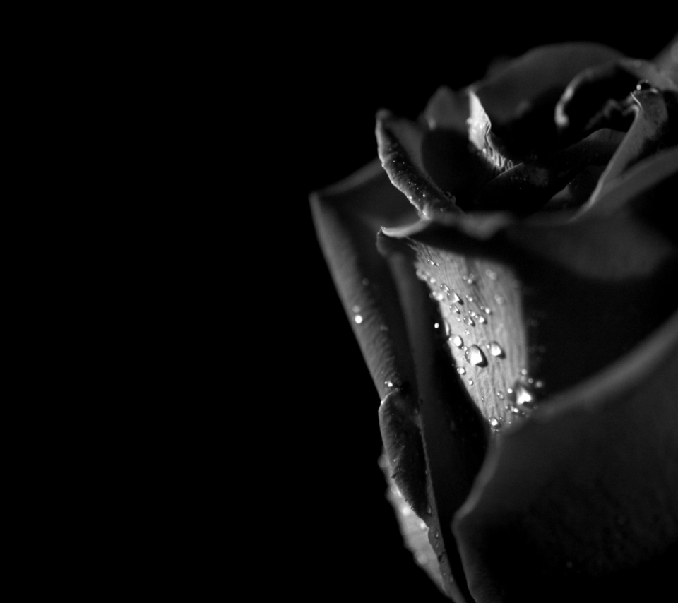 Das Tears and Roses Wallpaper 960x854
