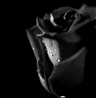 Free Tears and Roses Picture for 208x208