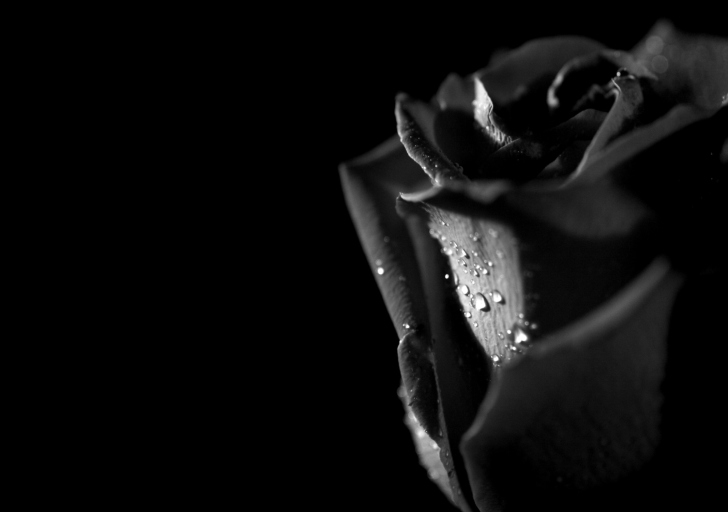 Tears and Roses wallpaper