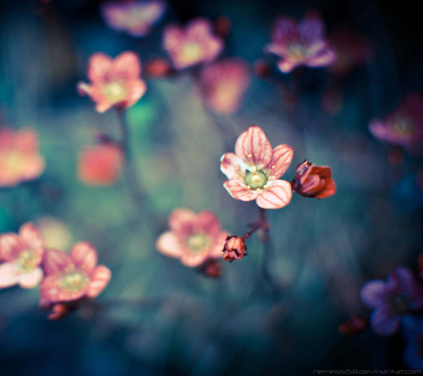Fondo de pantalla Pink Flowers 1440x1280