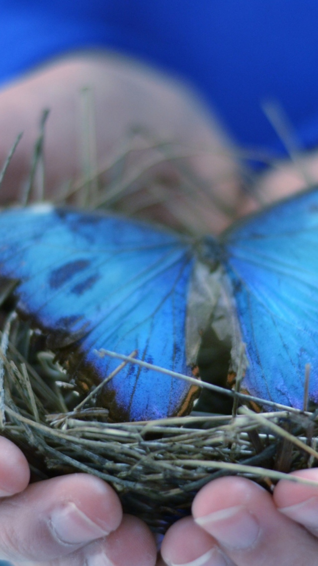 Обои Blue Butterfly 640x1136