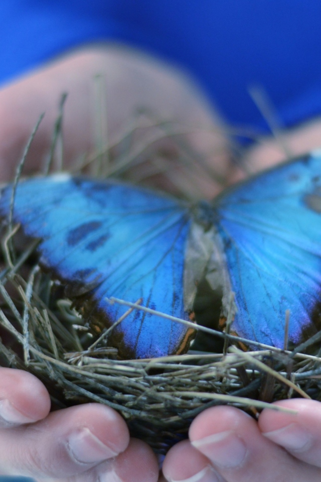 Das Blue Butterfly Wallpaper 640x960