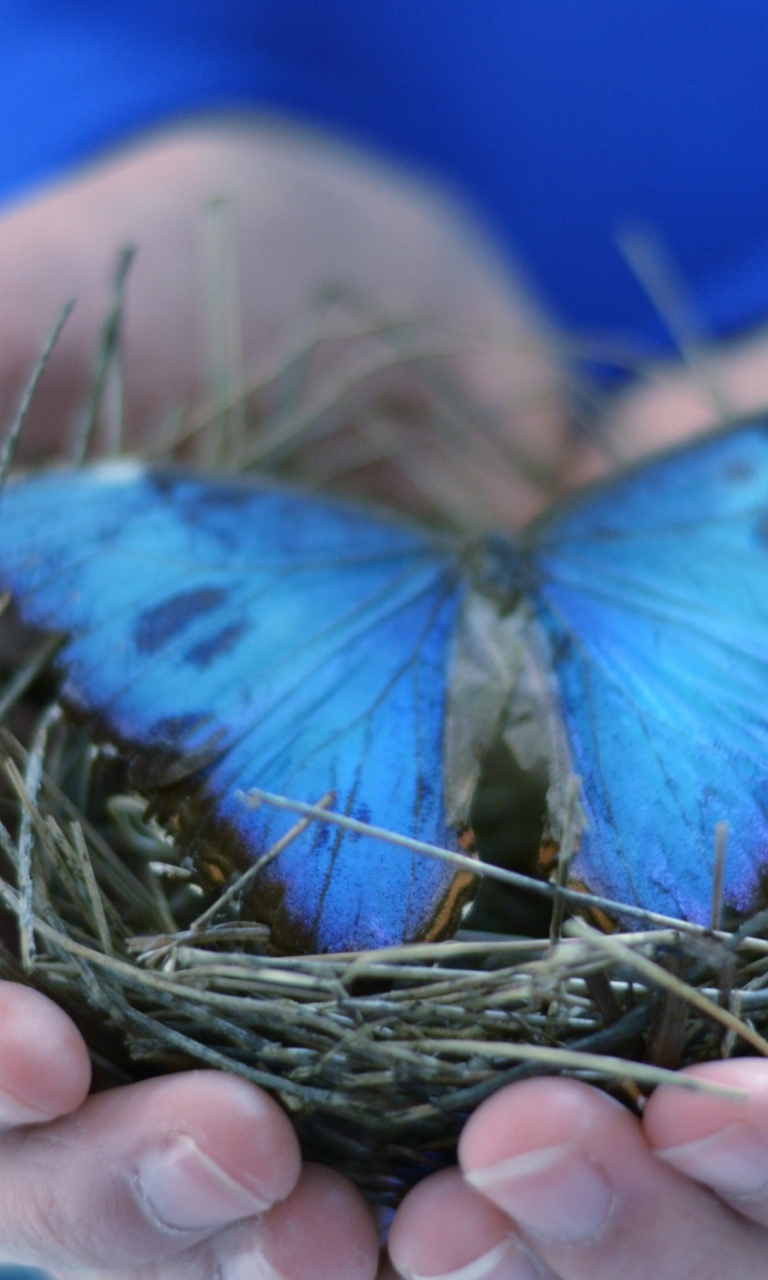 Blue Butterfly wallpaper 768x1280